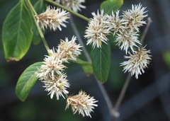 Alternanthera echinocephala