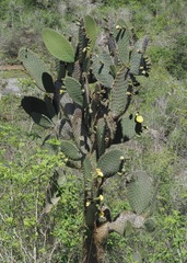 Opuntia insularis