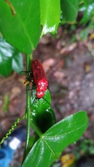 Synhoria maxillosa
