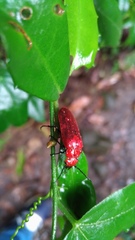 Synhoria maxillosa