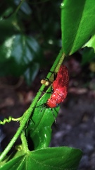 Synhoria maxillosa