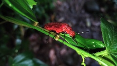 Synhoria maxillosa