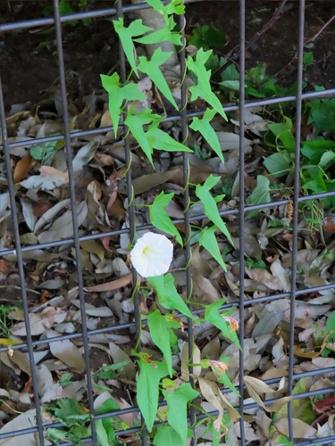 Image of Calystegia hederacea by (c) mami_t_t, some rights reserved (CC BY)