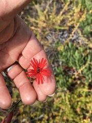 Silene laciniata laciniata