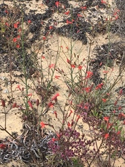 Silene laciniata laciniata