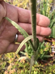 Silene laciniata laciniata