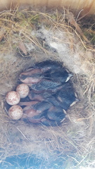 Poecile carolinensis