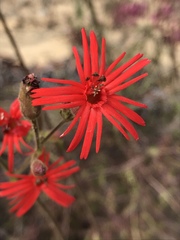 Silene laciniata laciniata