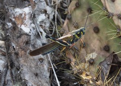 Schistocerca melanocera