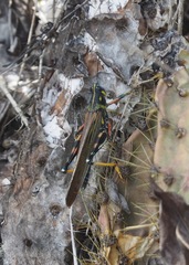 Schistocerca melanocera