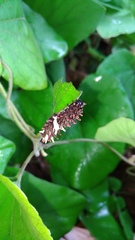 Byasa polyeuctes