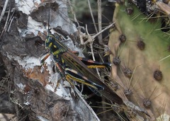 Schistocerca melanocera