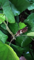 Byasa polyeuctes