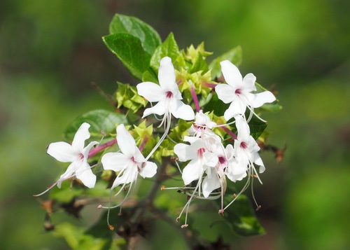 Volkameria mollis (Kunth) Mabb. & Y.W.Yuan