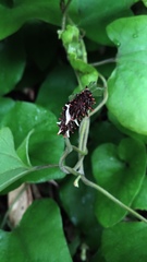 Byasa polyeuctes