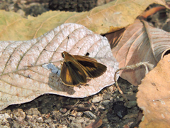 Synapte pecta