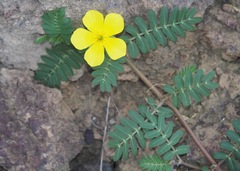 Tribulus cistoides
