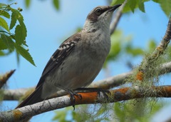 Mimus parvulus parvulus