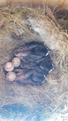 Poecile carolinensis