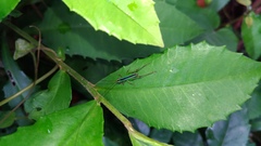Conocephalus gigantius