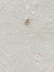Linepithema humile