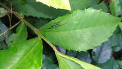 Conocephalus gigantius