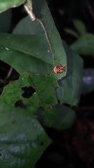 Dasyvalgus formosanus