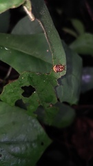 Dasyvalgus formosanus