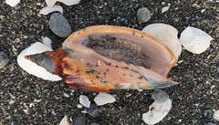 Alcithoe arabica
