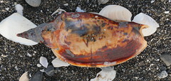 Alcithoe arabica