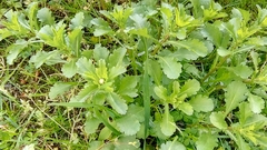 Leucanthemum vulgare