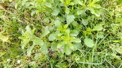 Leucanthemum vulgare