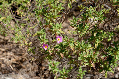 Cistus creticus eriocephalus