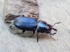 Platycerus oregonensis