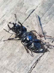 Platycerus oregonensis