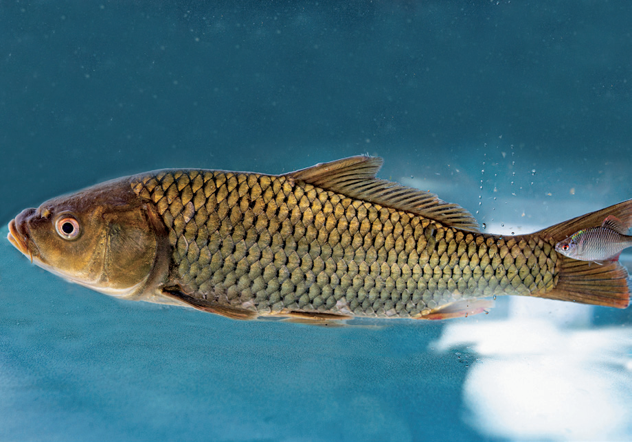 Qilu Lake Carp