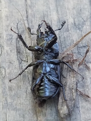 Platycerus oregonensis