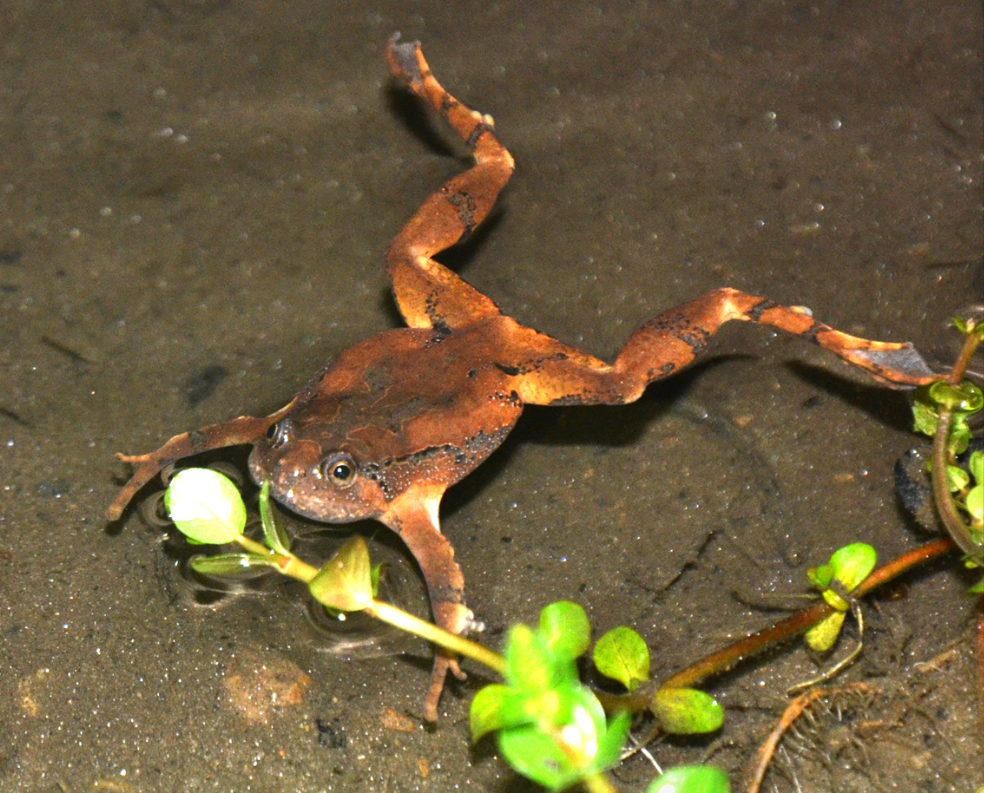 Yunnan Squat Frog (Glyphoglossus yunnanensis)