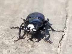 Platycerus oregonensis