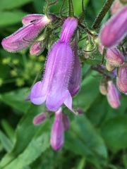 Penstemon calycosus