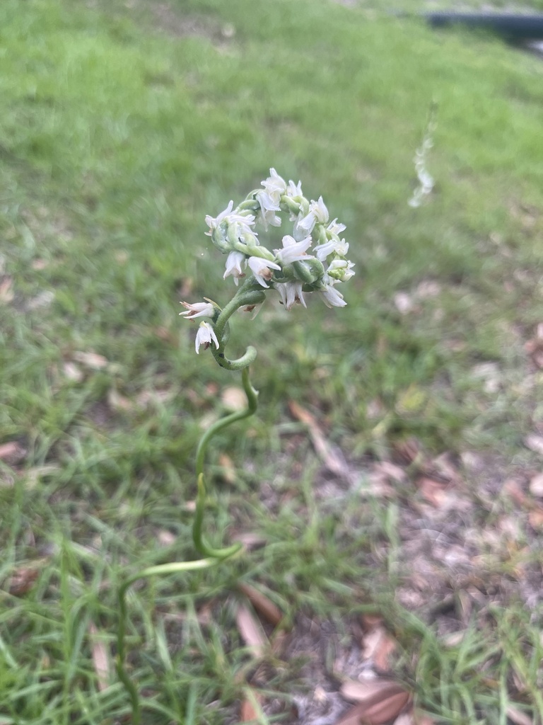 Spiranthes vernalis