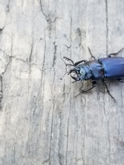 Platycerus oregonensis