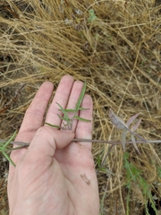 Sisymbrium orientale
