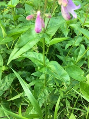 Penstemon calycosus