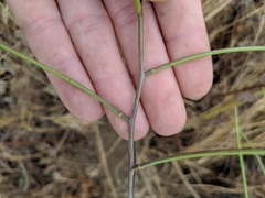 Sisymbrium orientale