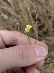 Sisymbrium orientale
