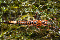 Labidiophasma rouxi