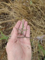 Sisymbrium orientale