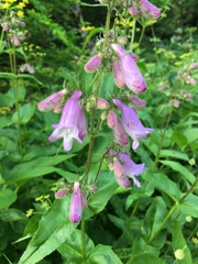 Penstemon calycosus