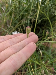 Malacothrix saxatilis